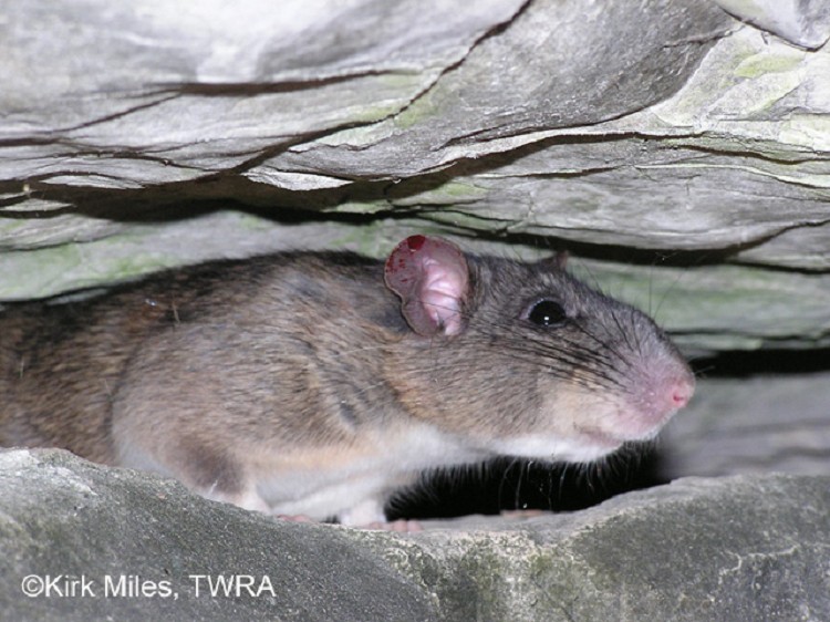 allegheny-woodrat