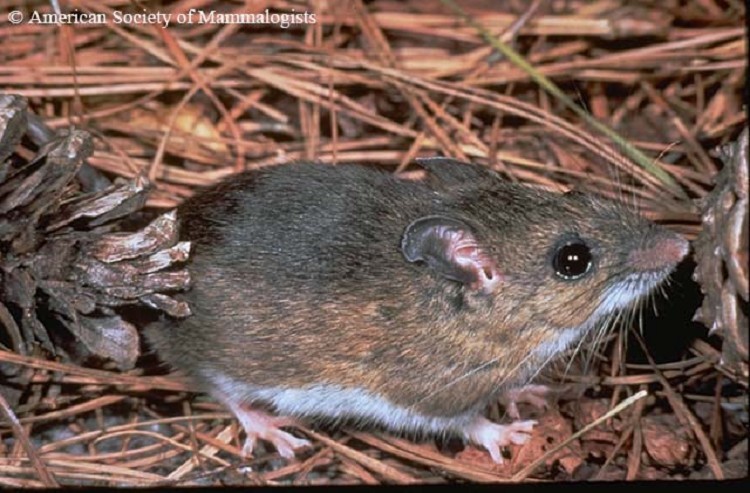 cotton-deermouse cotton-deermouse