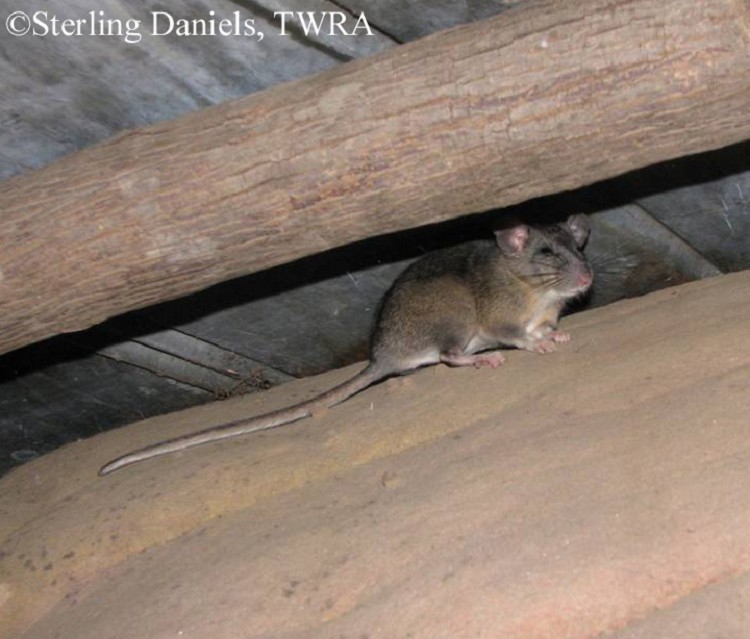 Eastern-woodrat Eastern-woodrat
