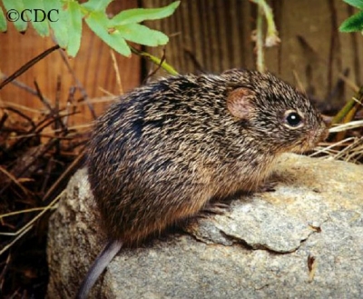hispid-cotton-rat hispid-cotton-rat