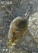 Marsh-Oryzomys_750x1039
