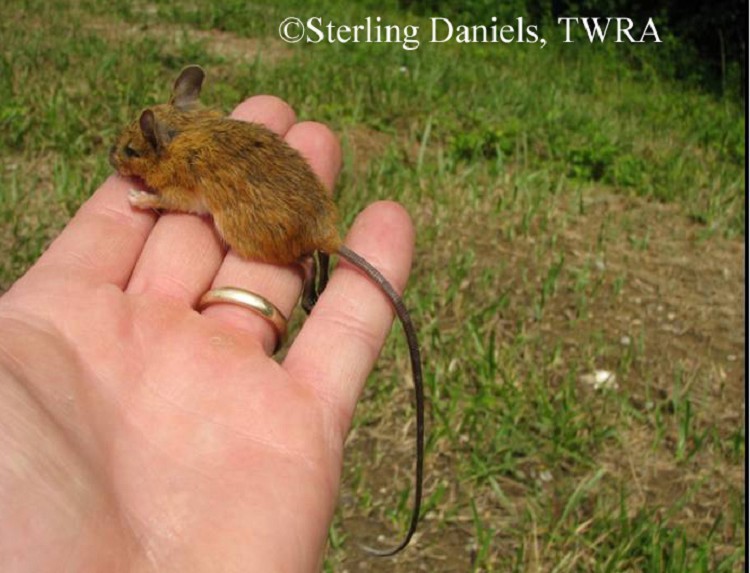 meadow-jumping-mouse
