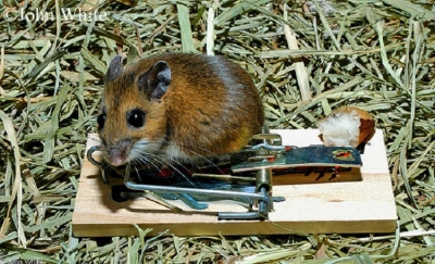North-American-Deer-Mouse