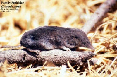 North-American-least-Shrew
