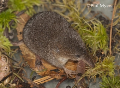 smoky-shrew