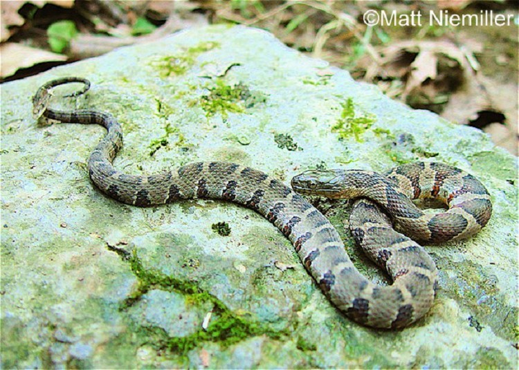 northern-midland-watersnake