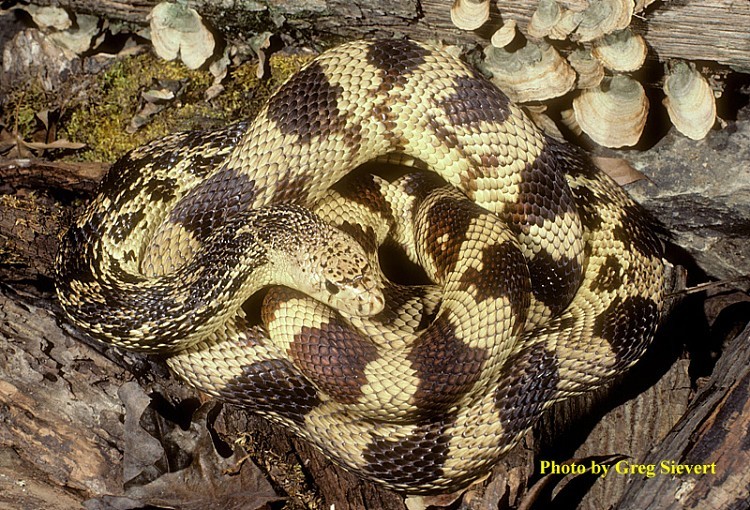 pinesnake