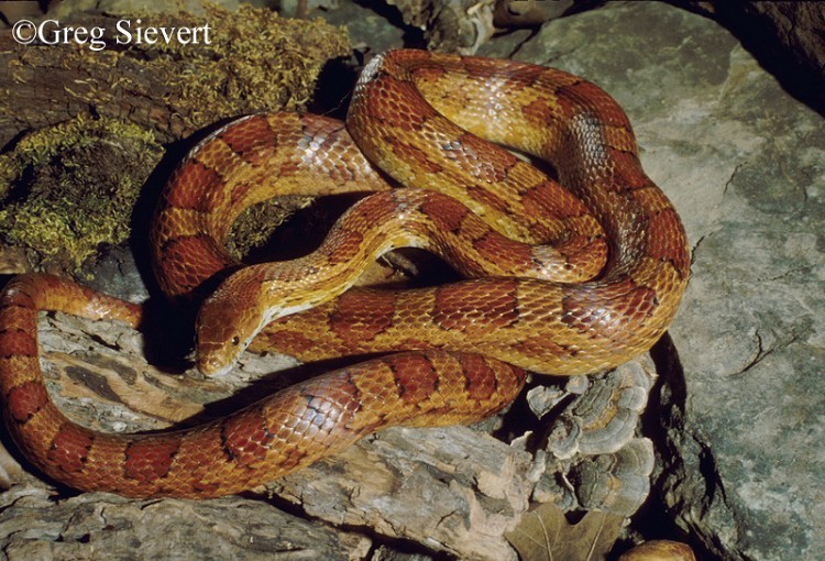 red-cornsnake red-cornsnake
