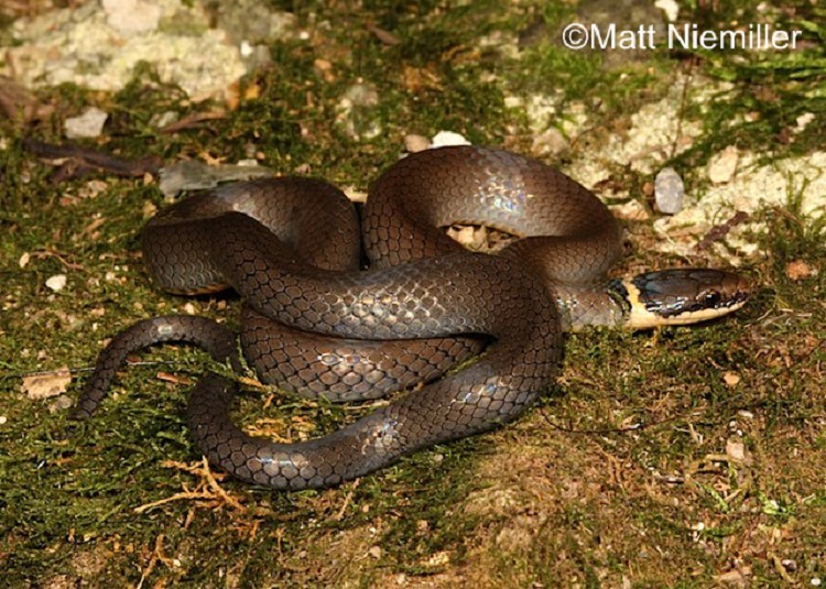 Ring-necked Snake
