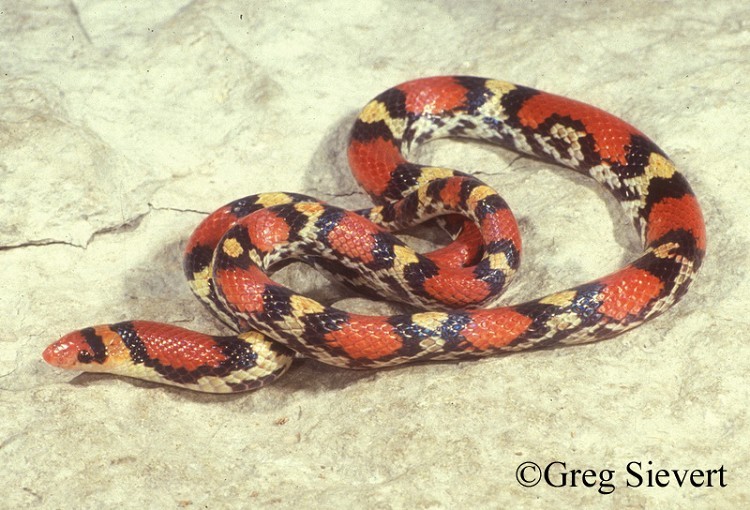 scarletsnake