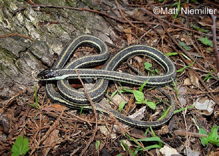 Western Ribbon Snake