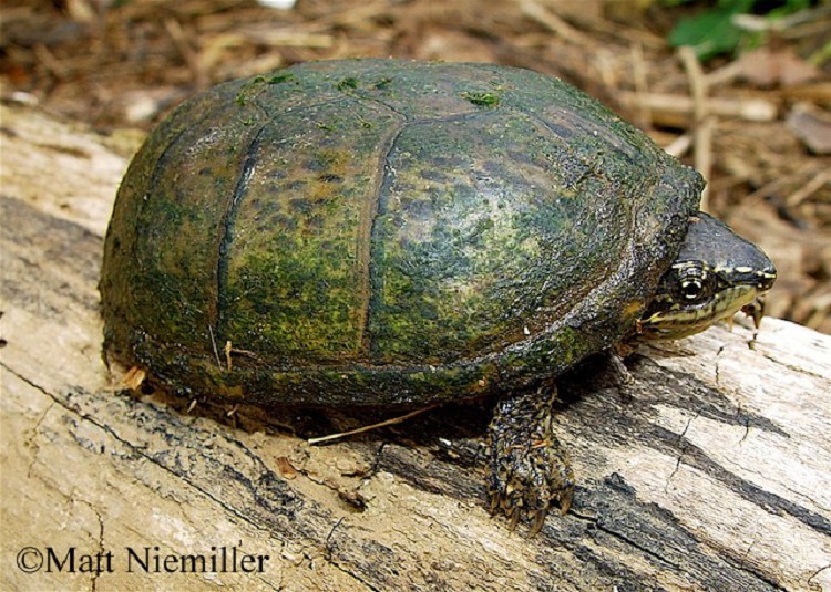 eastern-musk-turtle Eastern Musk Turtle