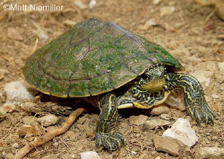 Northern Map Turtle