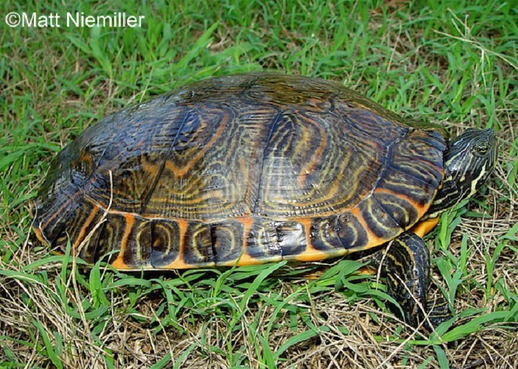 river-cooter River Cooter
