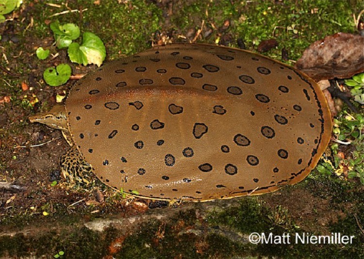 Spiny Softshell