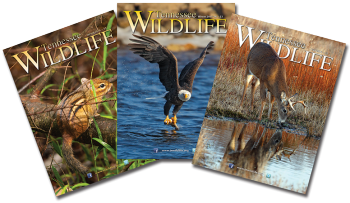 Tennessee Wildlife Magazine