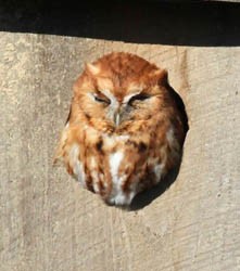 eastern-screech-owl-009